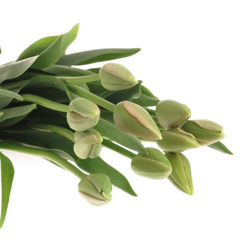 Franz.rosa Renown 80 Gramm 60cm