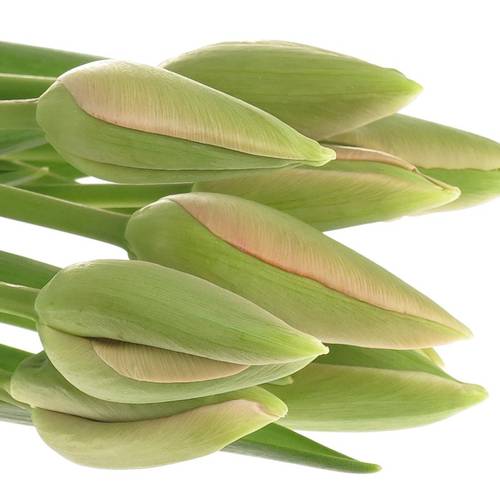 Franz.rosa Renown 80 Gramm 60cm