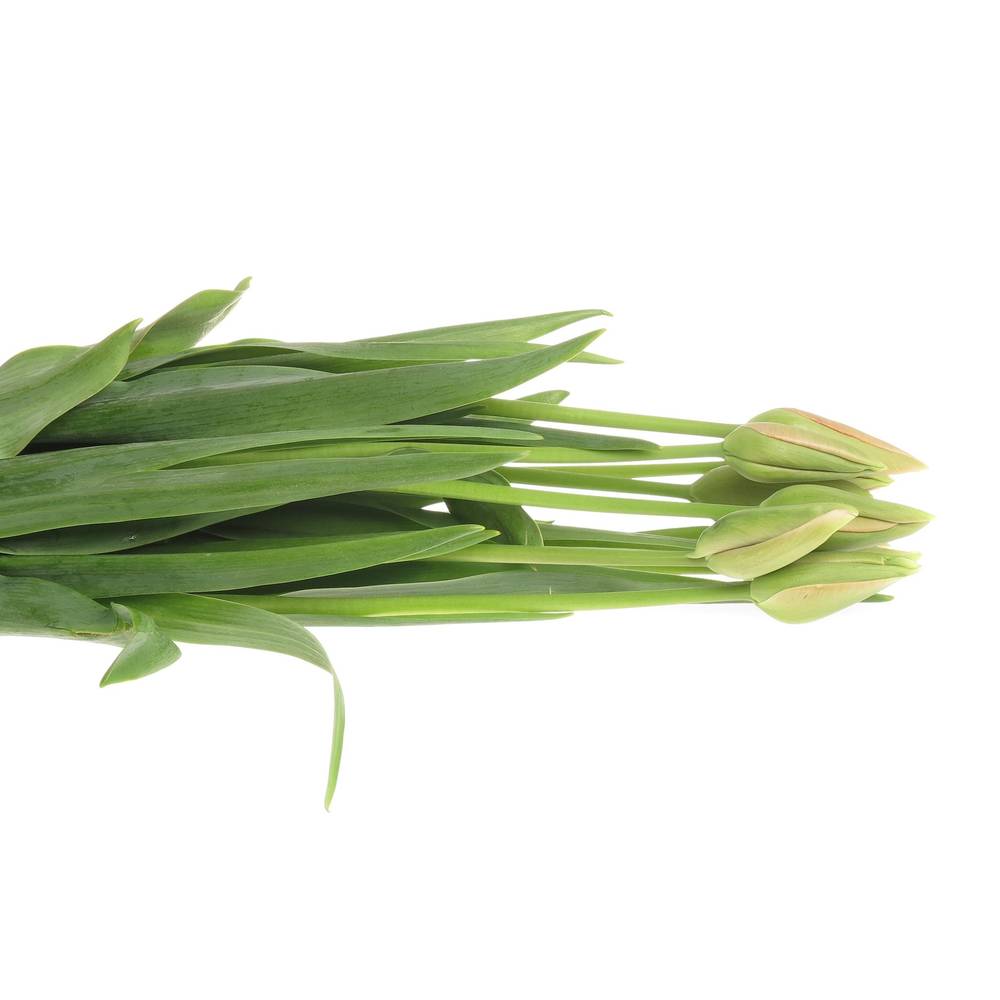 Franz.rosa Renown 80 Gramm 60cm