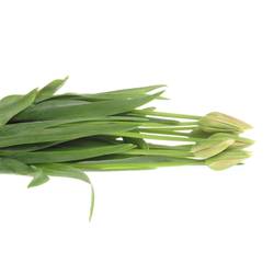 Franz.rosa Renown 80 Gramm 60cm