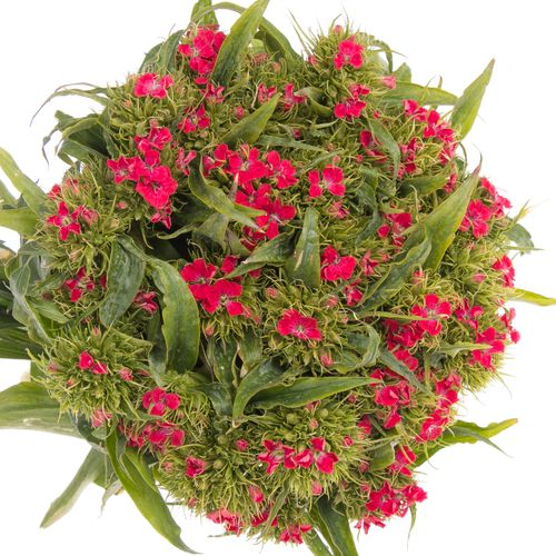 Bartnelke rot Bündel 40cm