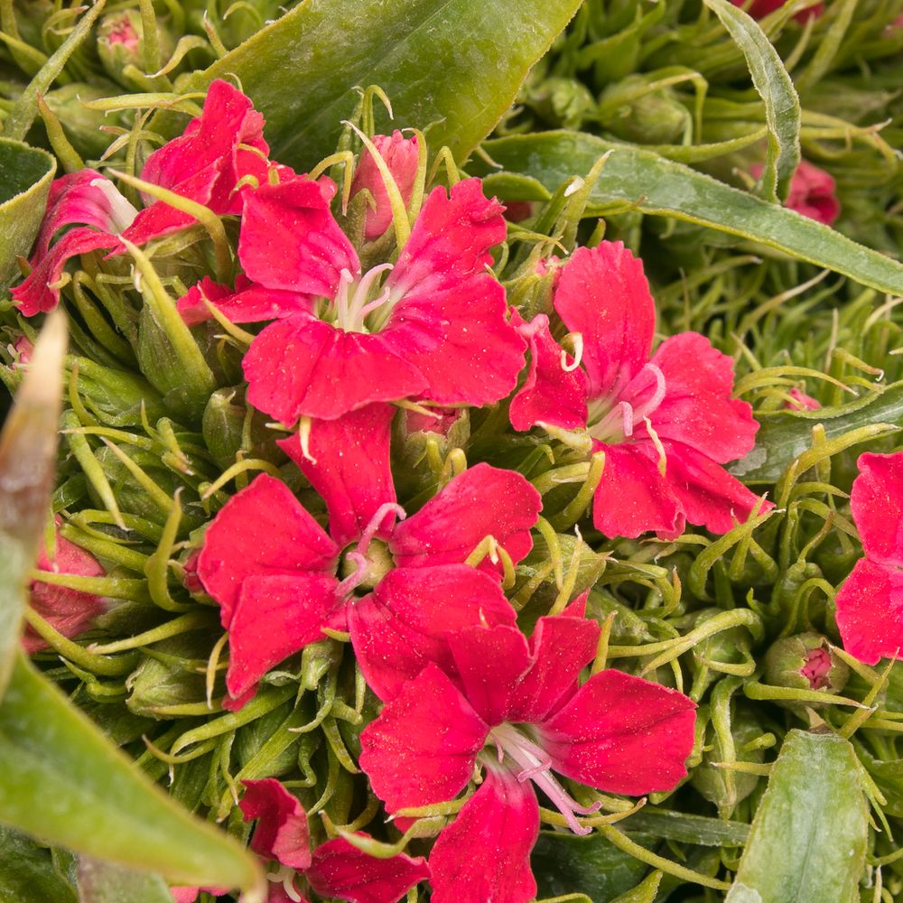 Bartnelke rot Bündel 40cm