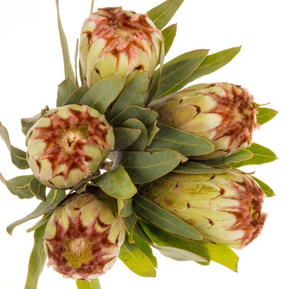 Protea creme Aurumn 60cm