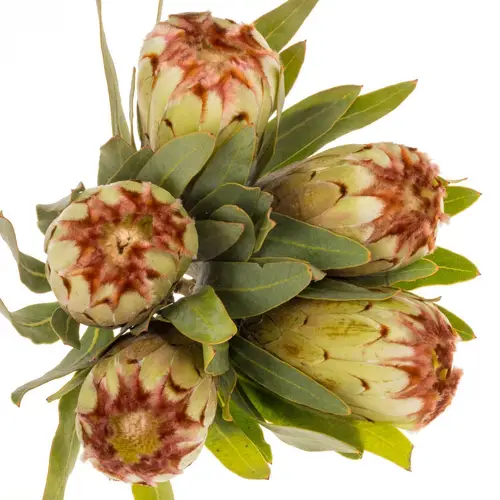 Protea creme Aurumn 60cm
