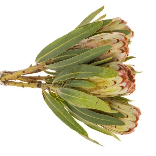 Protea creme Aurumn 60cm