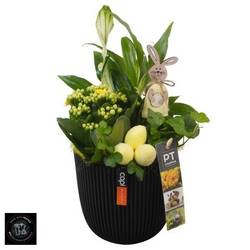Spath.Arr PTPB6586 Ostern T13 H031