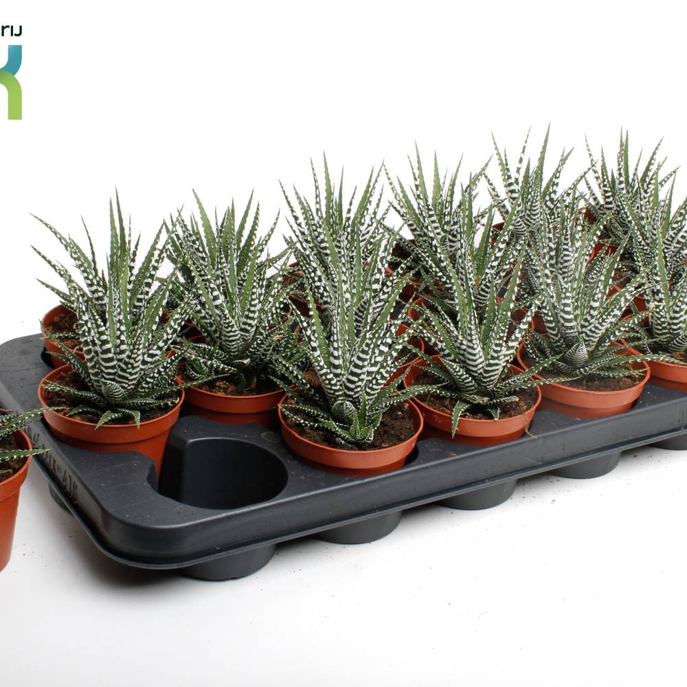 Haworthia Big Band T08,5 H010