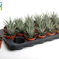Haworthia Big Band T08,5 H010