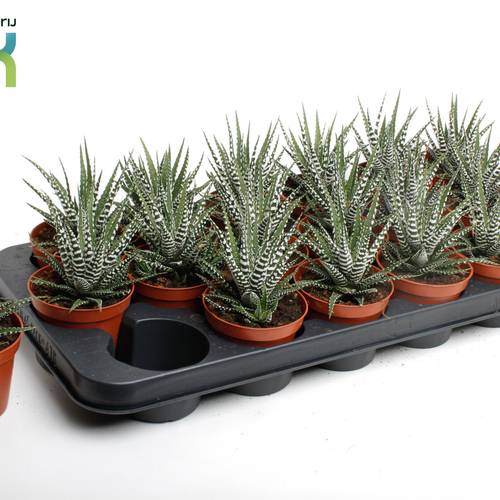Haworthia Big Band T08,5 H010