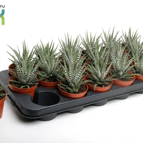Haworthia Big Band T08,5 H010