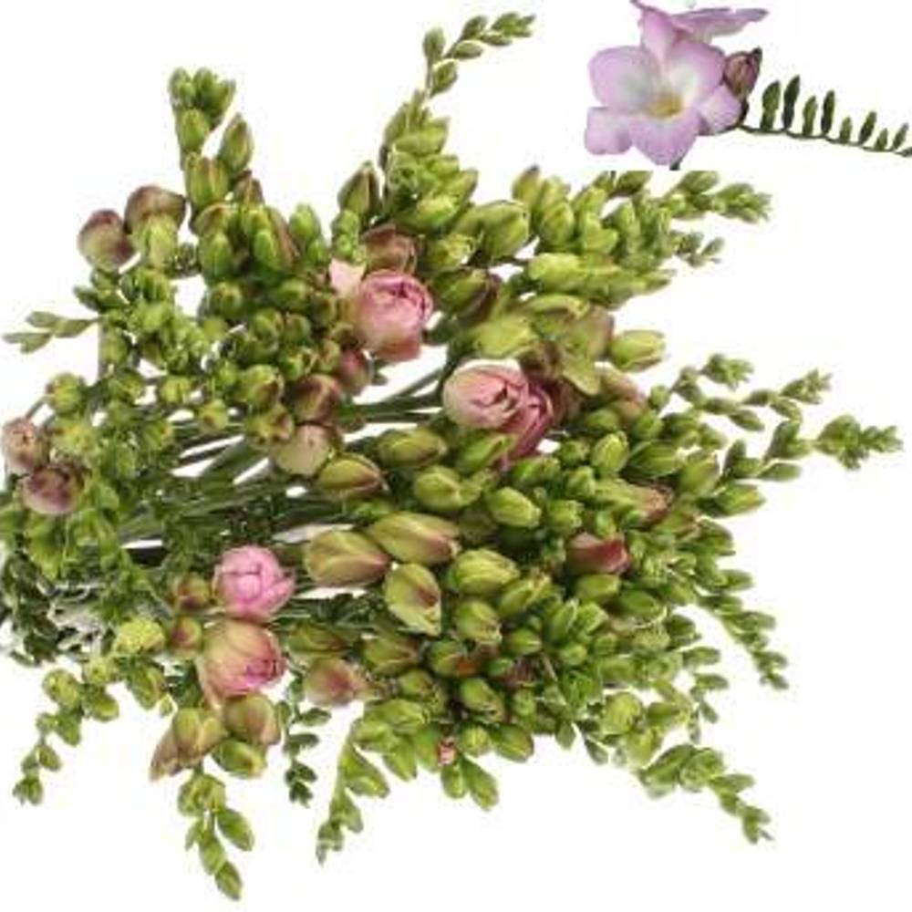 Freesie rosa gefüllt Rosario 24 Gramm