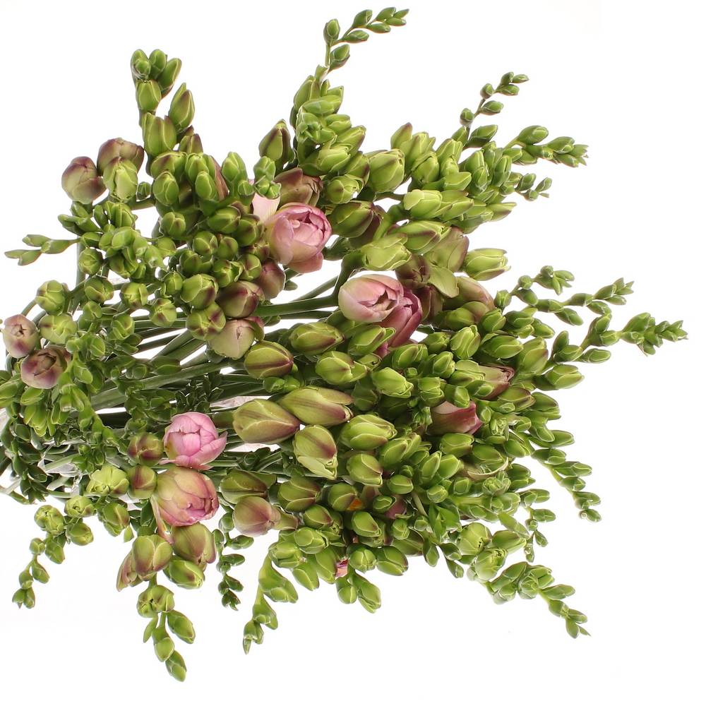 Freesie rosa gefüllt Rosario 24 Gramm