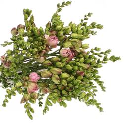 Freesie rosa gefüllt Rosario 24 Gramm