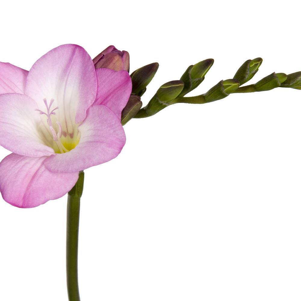 Freesie rosa gefüllt Rosario 24 Gramm