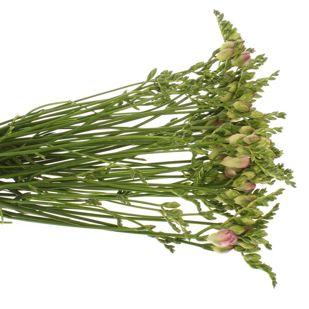 Freesie rosa gefüllt Rosario 24 Gramm