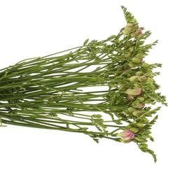 Freesie rosa gefüllt Rosario 24 Gramm