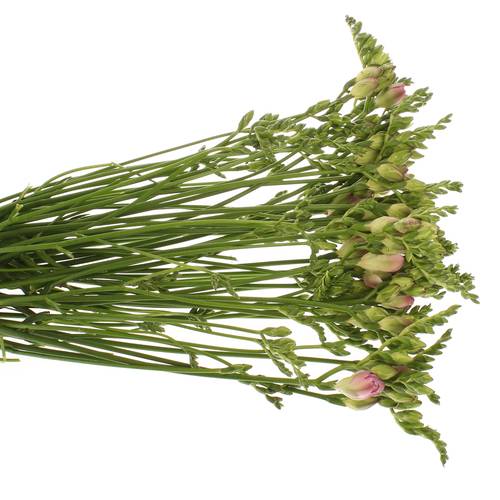 Freesie rosa gefüllt Rosario 24 Gramm