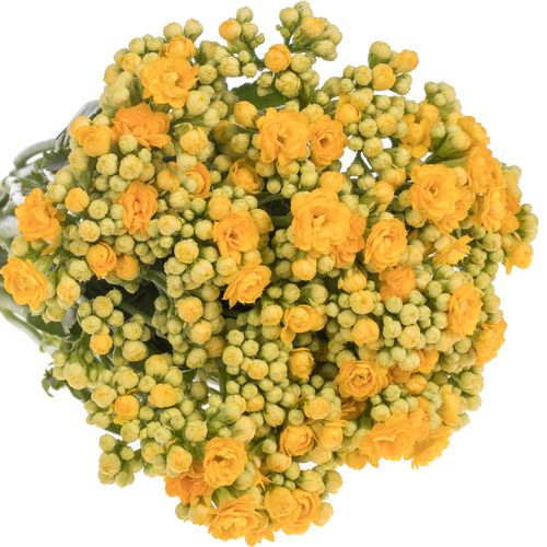 Kalanchoe gelb Meadow 37 cm