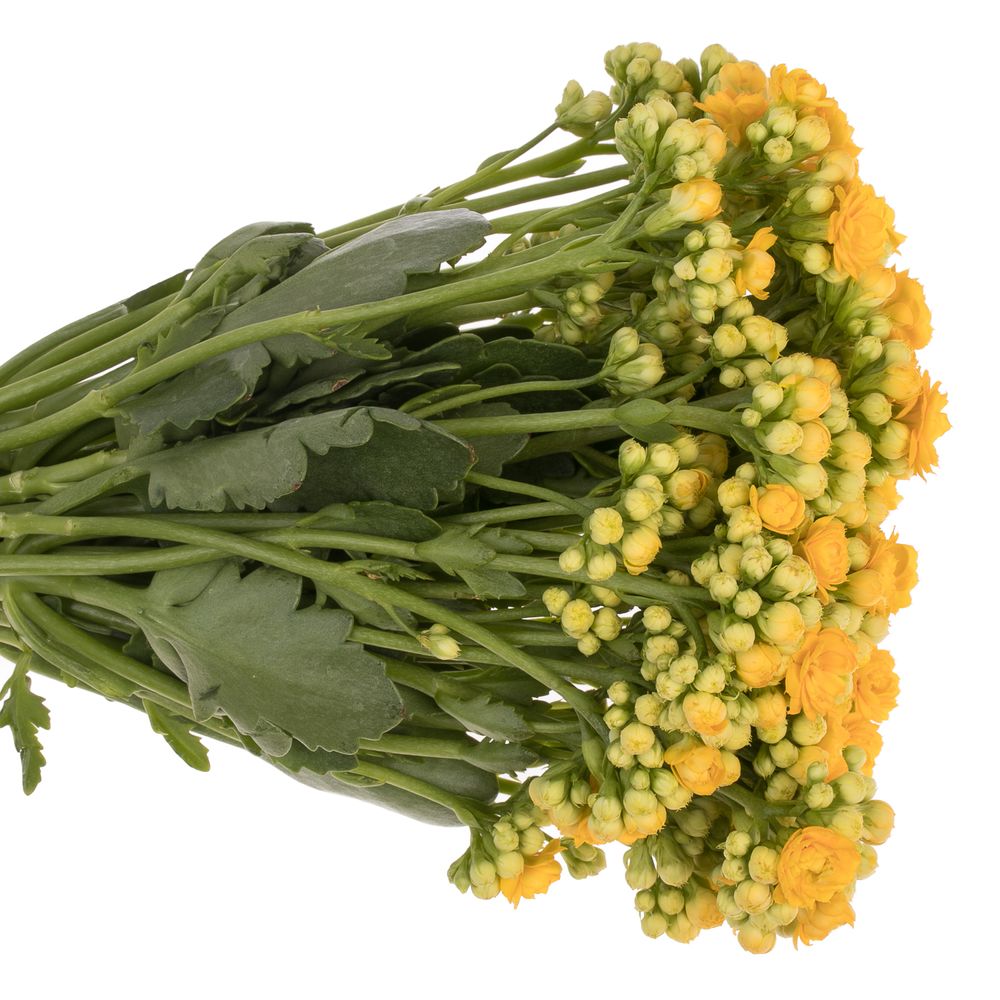 Kalanchoe gelb Meadow 37 cm