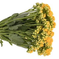 Kalanchoe gelb Meadow 37 cm