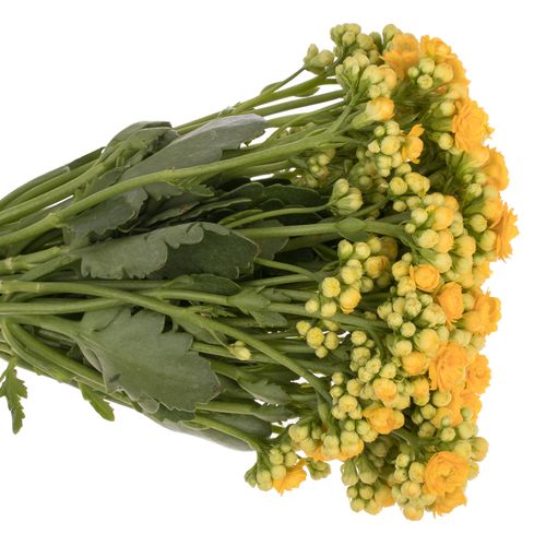 Kalanchoe gelb Meadow 37 cm
