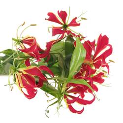 Gloriosa rot/grun70cm