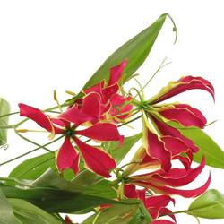 Gloriosa rot/grun70cm