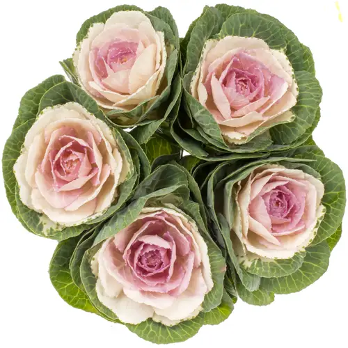 Zierkohl grün/rosa Cane Bicolour 70cm