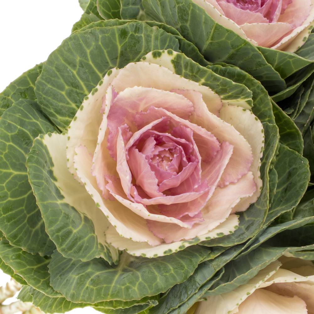 Zierkohl grün/rosa Cane Bicolour 70cm