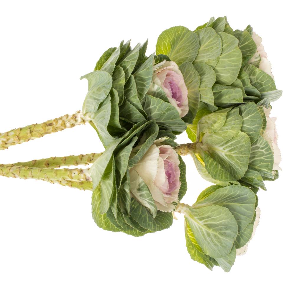 Zierkohl grün/rosa Cane Bicolour 70cm