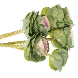 Zierkohl grün/rosa Cane Bicolour 70cm