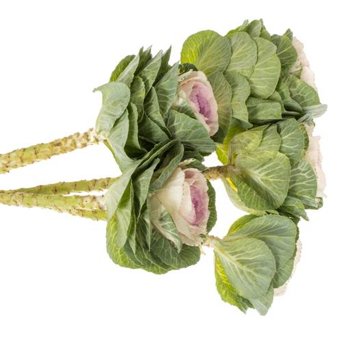 Zierkohl grün/rosa Cane Bicolour 70cm