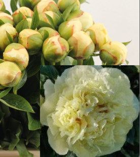 Pfingstrose creme gefüllt Vanilla 60cm