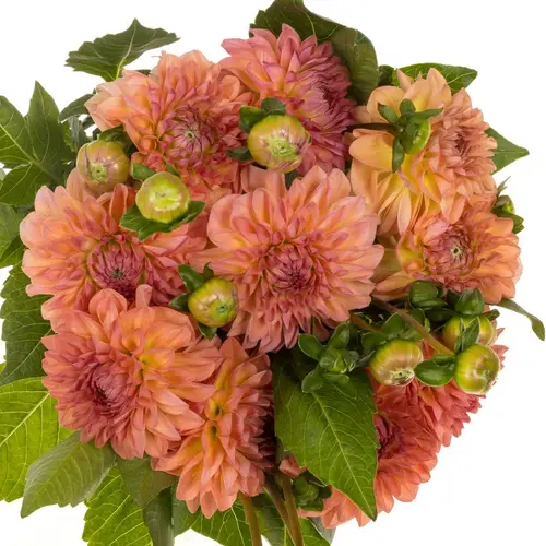 Dahlia orange-lachs Chanel 40cm