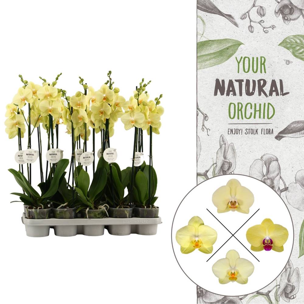 Phal.2-R gelb T12 H060