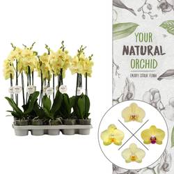 Phal.2-R gelb T12 H060