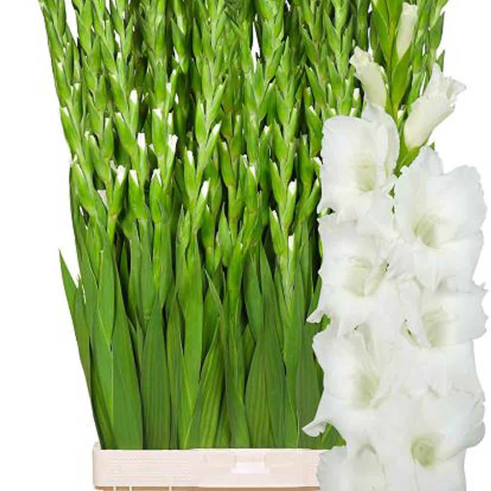 Gladiole weiss Nova Zembla 120 cm Extra lang