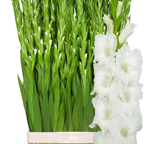 Gladiole weiss Nova Zembla 120 cm Extra lang