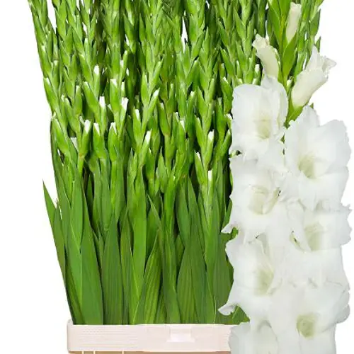 Gladiole weiss Nova Zembla 120 cm Extra lang