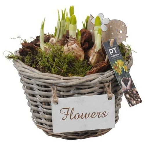 Narzis.Arr PTN8641 T20 H022