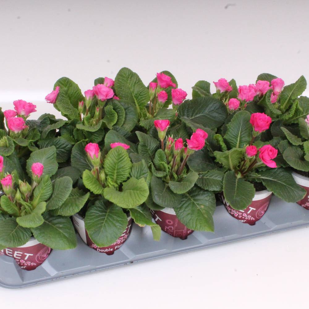 Primula Acaulis Gef. rosa Sweet T11 H018