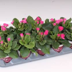Primula Acaulis Gef. rosa Sweet T11 H018