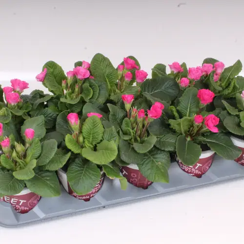 Primula Acaulis Gef. rosa Sweet T11 H018