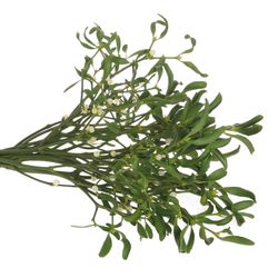 Mistel Pro Bund 25cm