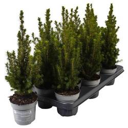 Picea Glauca Magnifique PTK258 T11 H040