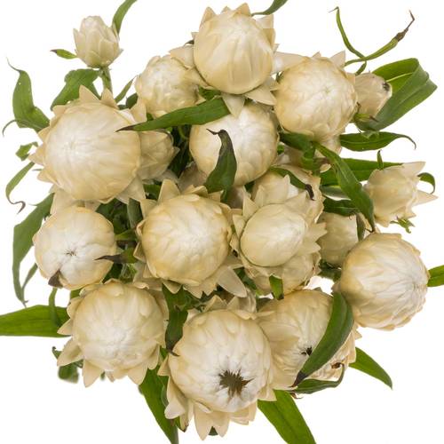 Helicrysum weiss 70cm