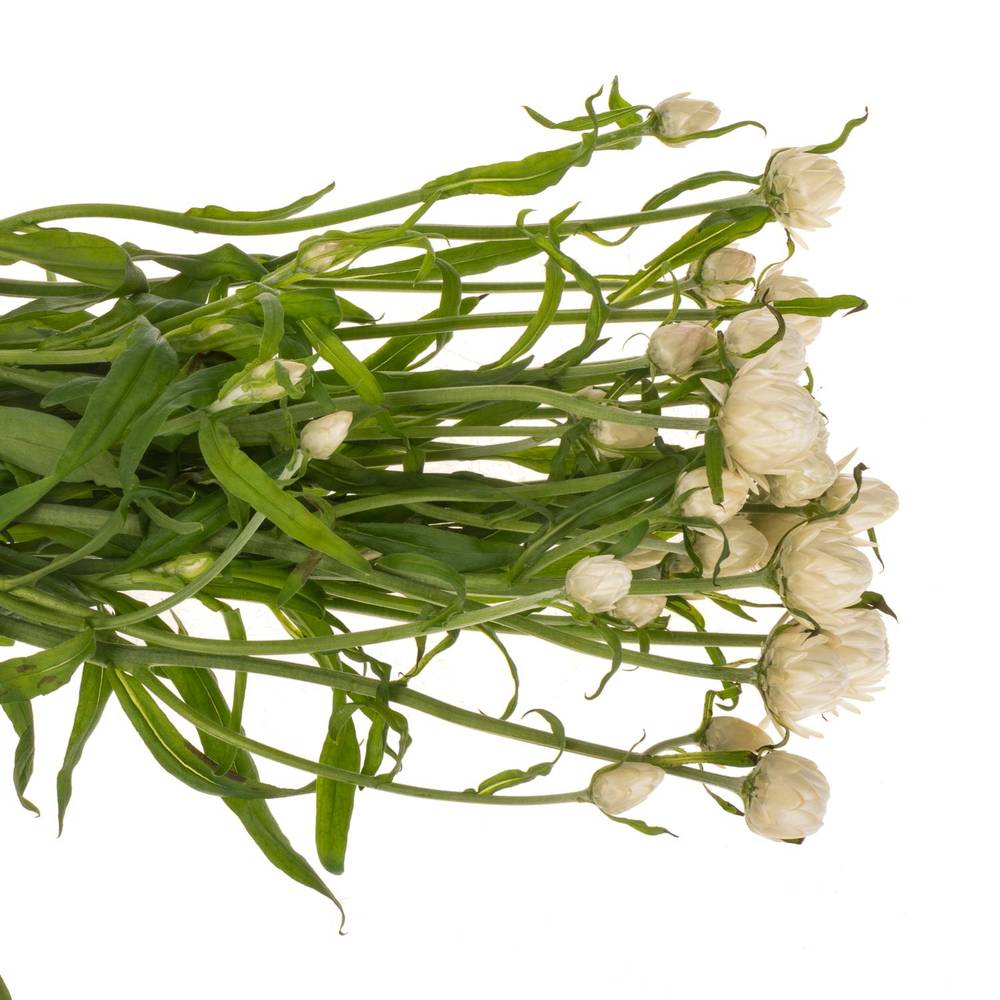 Helicrysum weiss 70cm