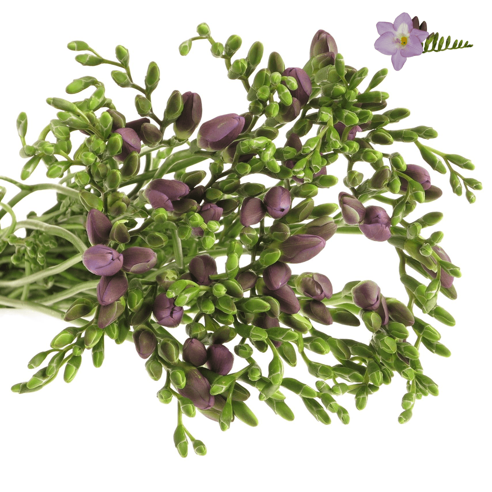 Freesie blau Indigo 20 Gramm