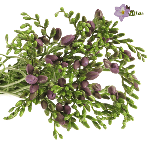 Freesie blau Indigo 20 Gramm