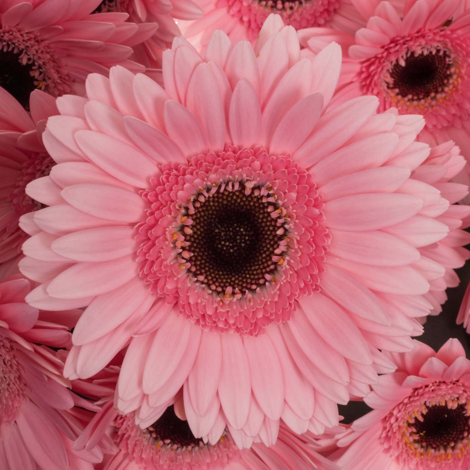 Germini dunkel rosa Petticoat
